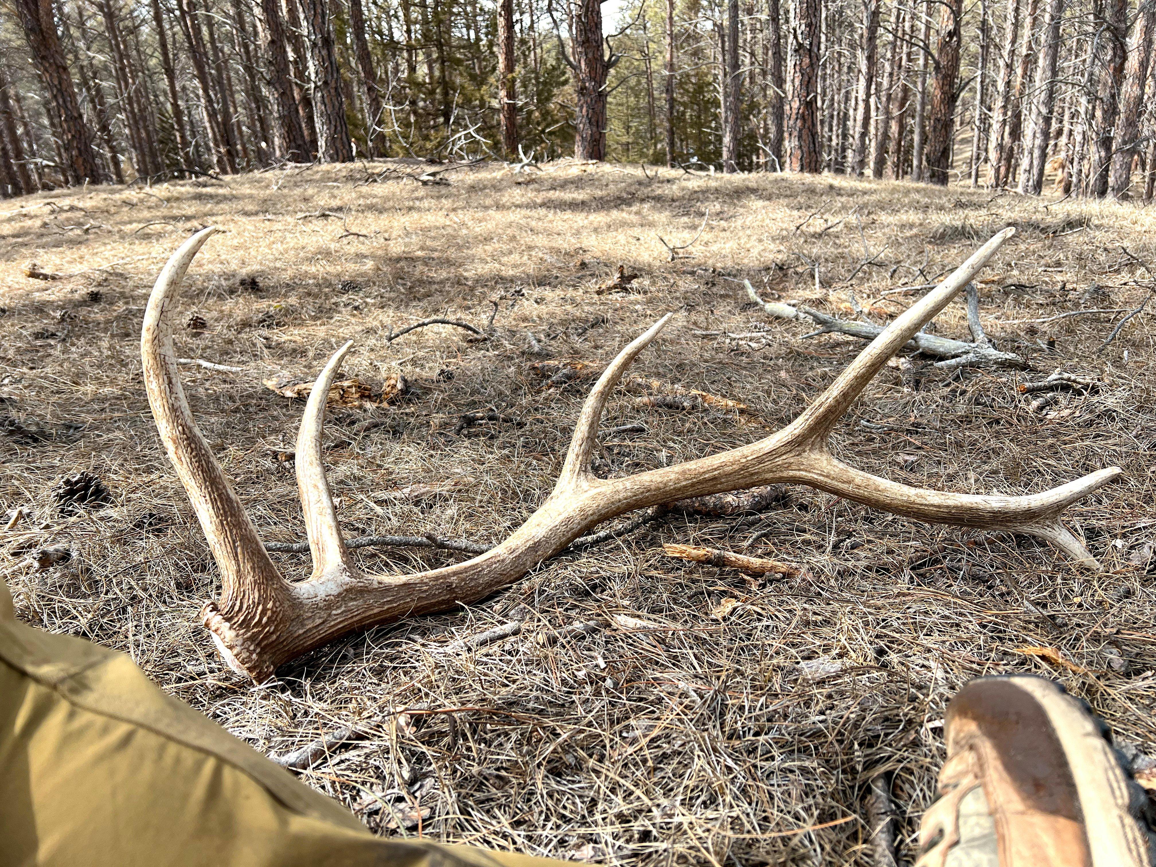 Image: shed_elk_hunter