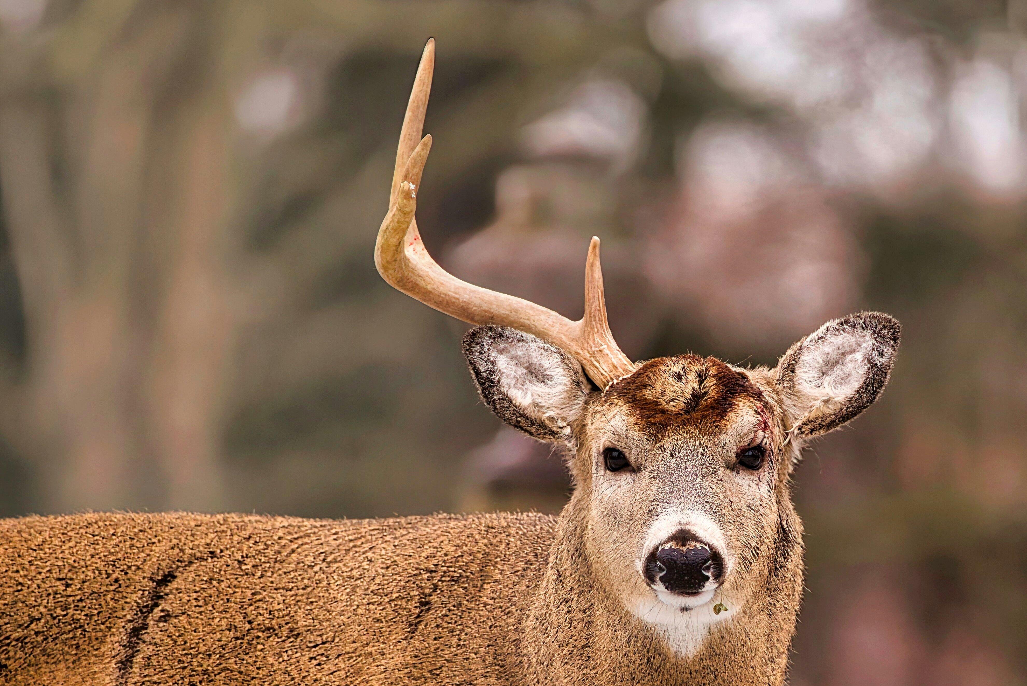 Image: shedding_whitetail