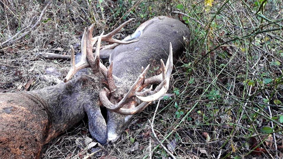 Archery hunter shoots massive 16-point buck