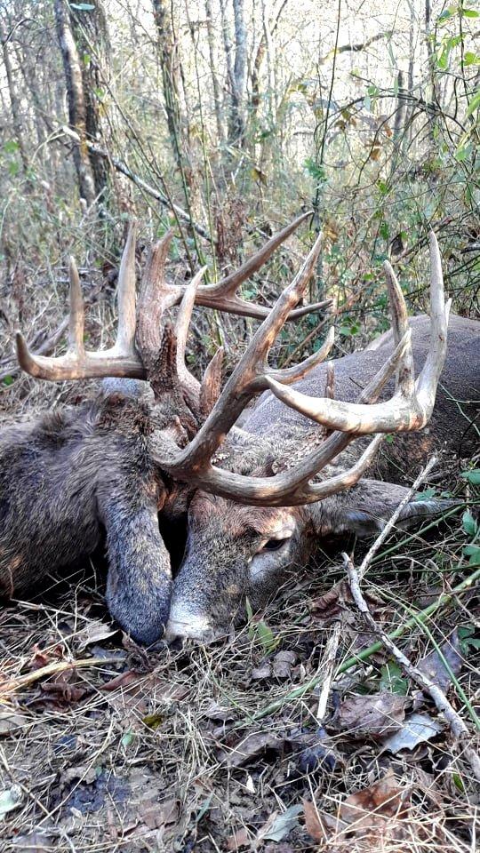 It isn't often you find two bucks locked up, let alone those that are still alive. Image by Bryan Shields