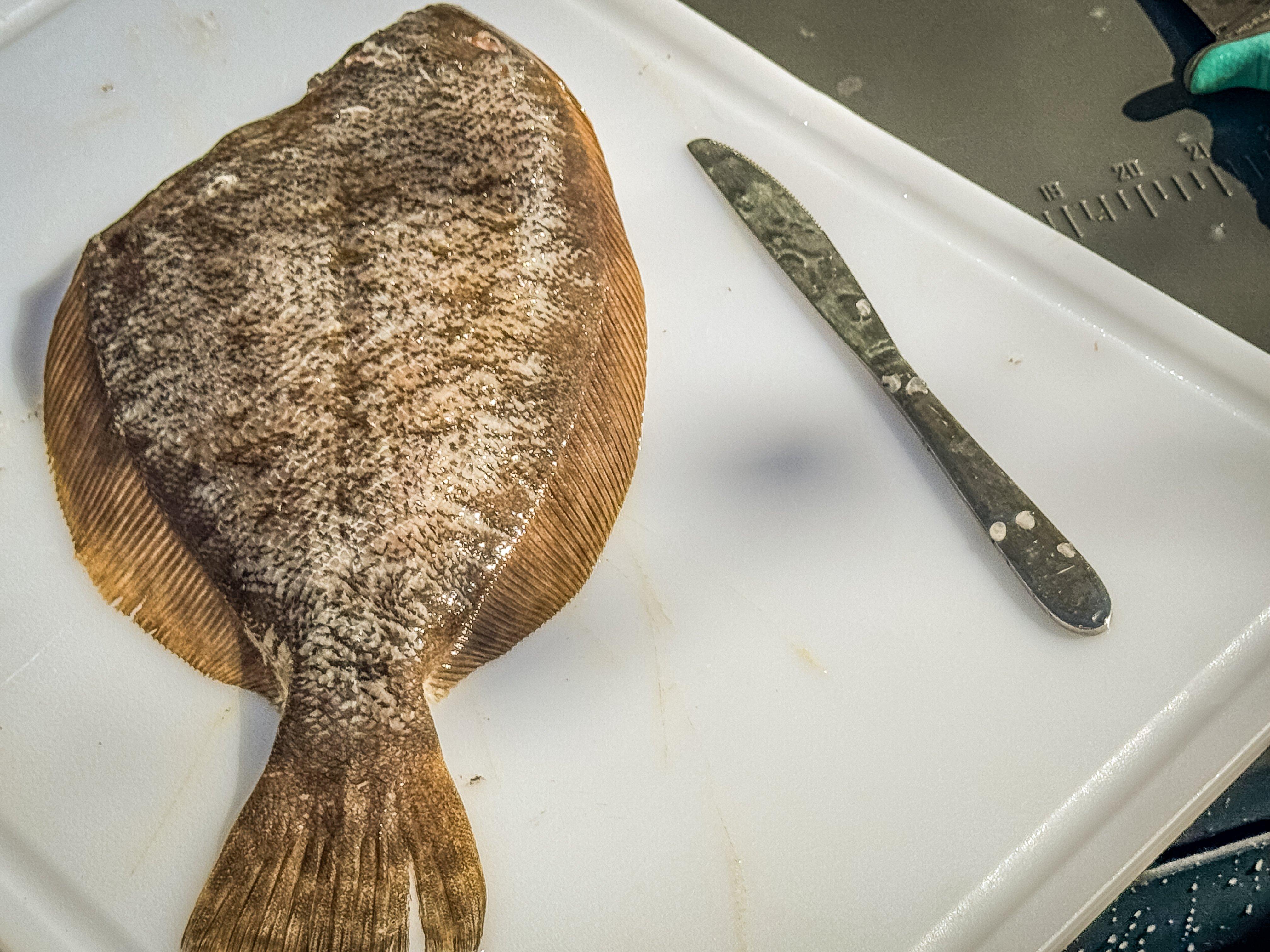 Image: shrimp_flounder_1