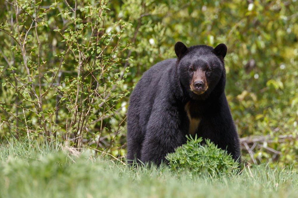 Black bear guide: how to identify, where to find them and what to do if you  encounter one - Discover Wildlife