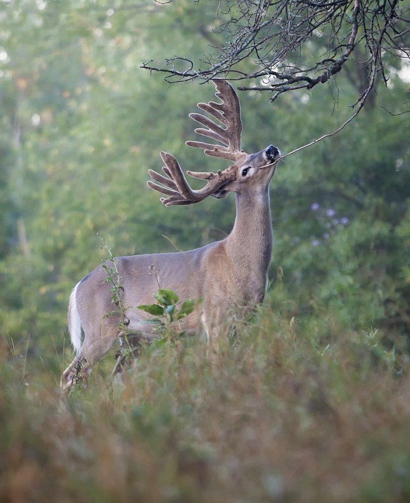 Take advantage of velvet bucks' predictability during the early season. (Shutterstock/Critterbiz photo)