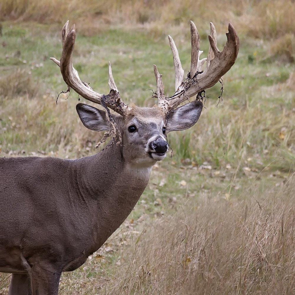 Once the velvet peels off, bachelor groups begin to bust up and bucks get harder to find and kill. (Shutterstock/Critterbiz photo)