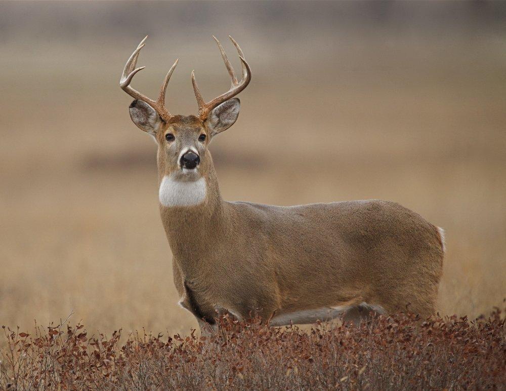 Do you know everything about the antler growing process? (Shutterstock / Tom Reichner photo)