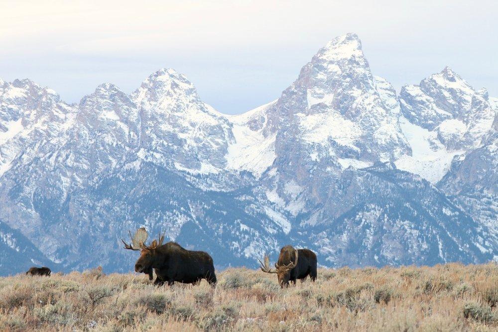 The sighting of a big bull moose is surreal. (Shutterstock / Ariel Celeste photo)