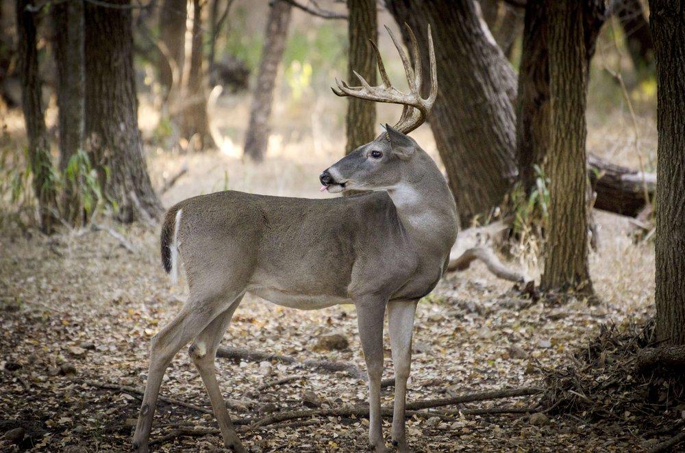 Hunt the rut with a tactical approach. (Shutterstock/Berry Medley photo)