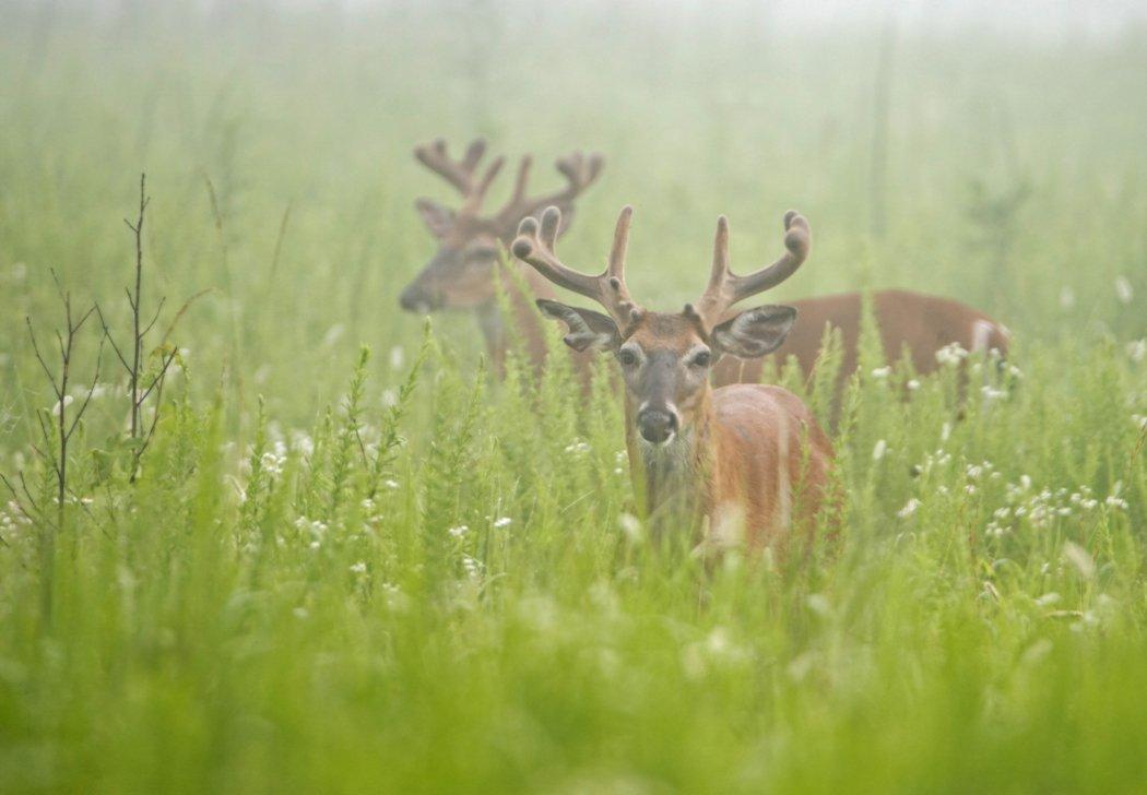 Knowing how to manage a deer herd is part of QDM. (Shutterstock / Betty Shelton photo)