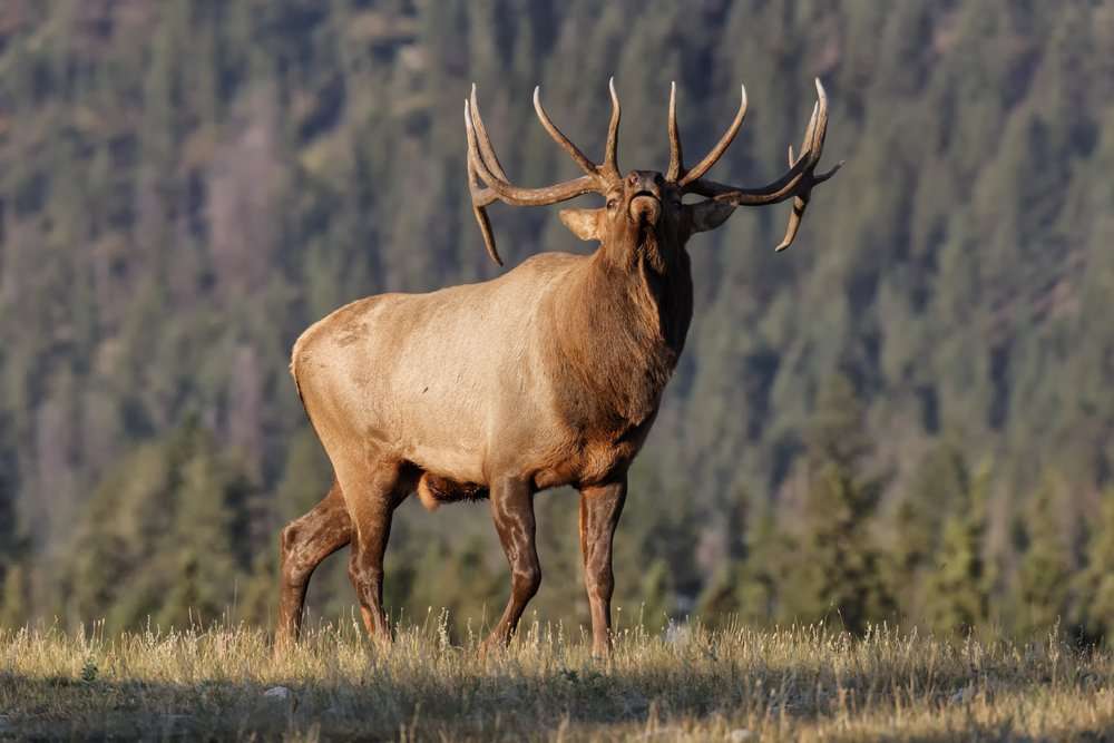 3 Weird Elk Hunting Tactics That Work - Realtree Camo