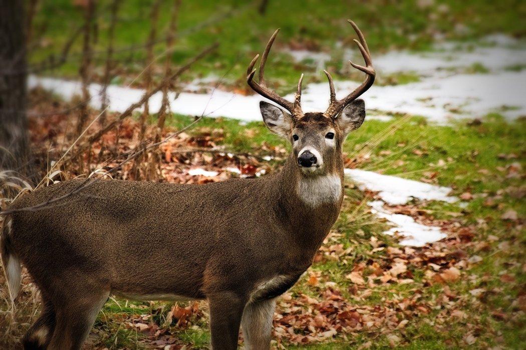 5 Late Season Deer Hunting Tips and Tactics - Realtree Store