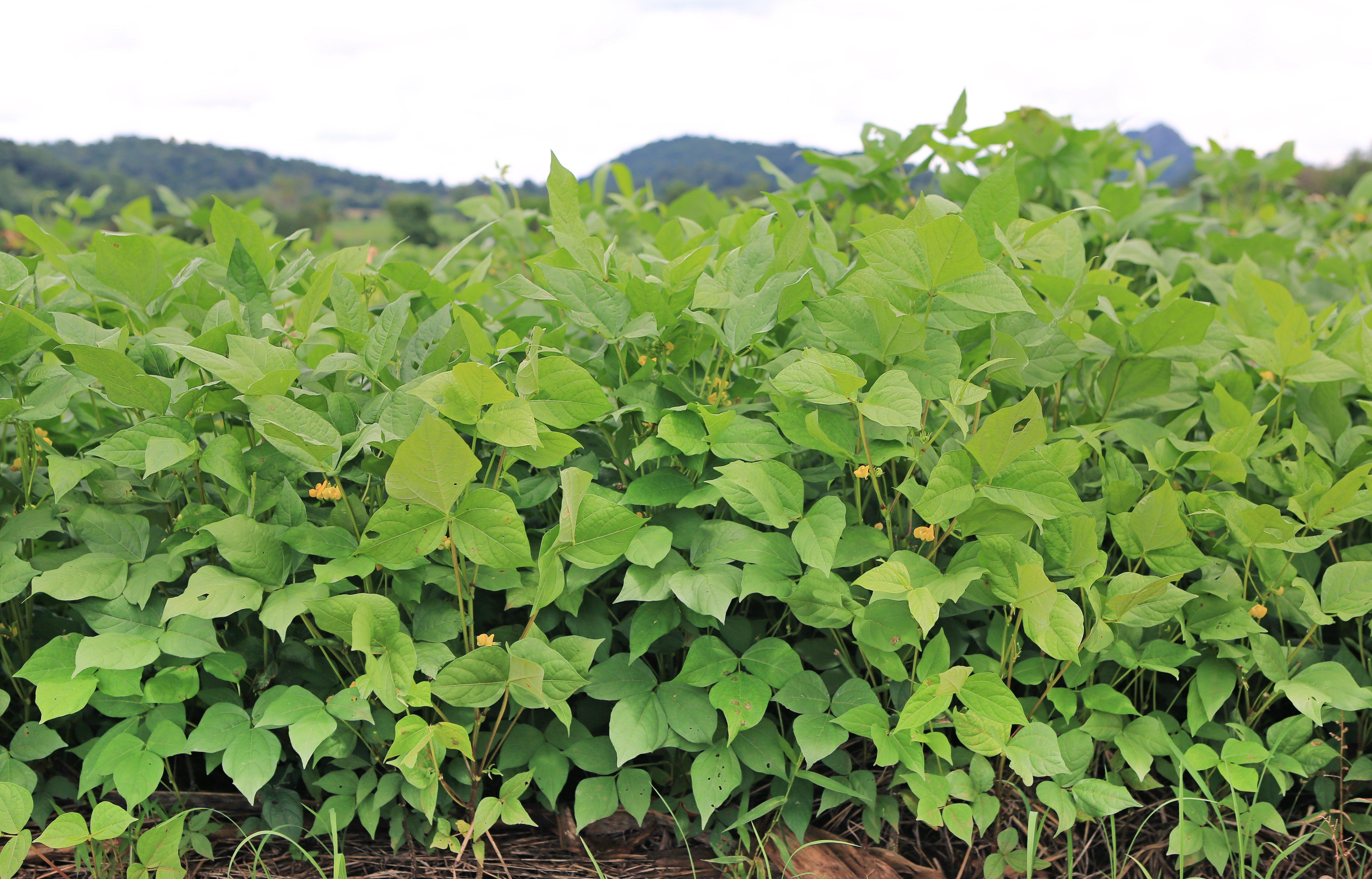 Have you ever planted cowpeas for deer? (Shutterstock / Golfx photo)