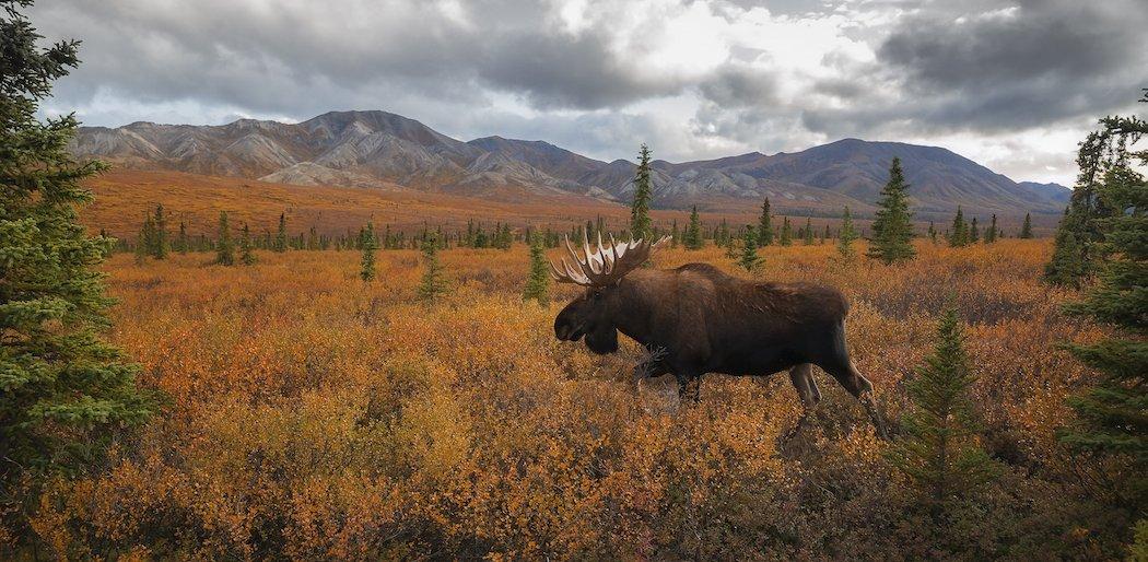 There's nothing quite like the sight of a bull moose lumbering through a meadow. (Shutterstock / Chase Dekker photo)