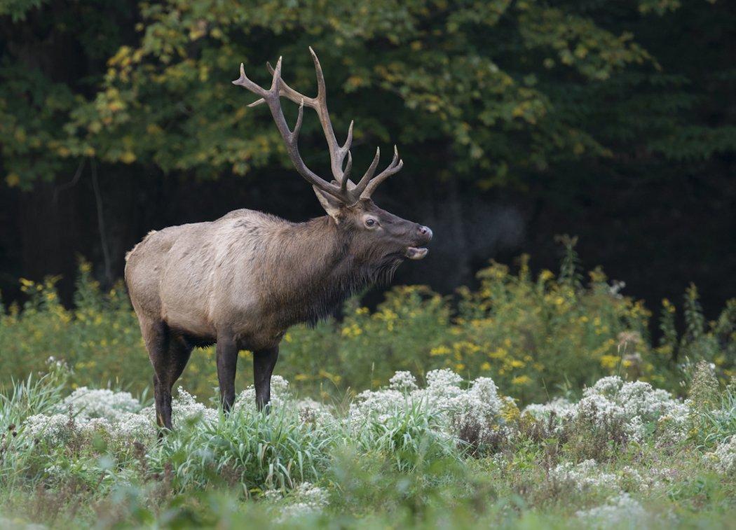Have you ever hunted Kentucky elk? (Shutterstock / Collins photo)