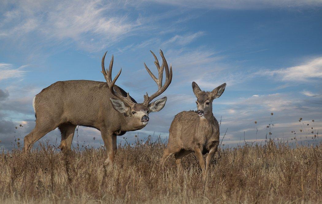 Hunting rutting mule deer in the high country is a rush that can't be explained, only experienced. (Shutterstock / Cornelius Doppes photo)