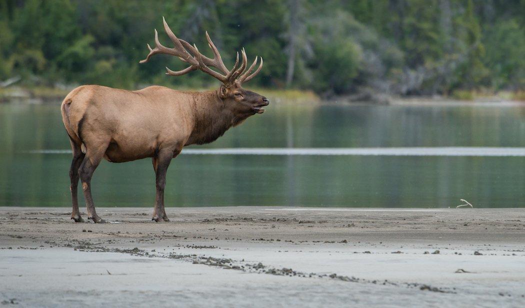 The king of the West. The sound of a bugling bull is the most hair-raising encounter in the western woods. (Shutterstock / Ghost Bear photo)