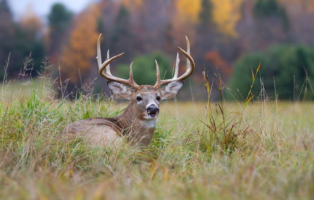 October is a time for patience and strategy. (Shutterstock/Jim Cumming photo)