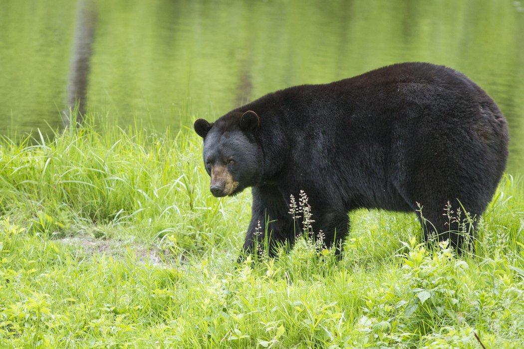 10 Tasty Bear Recipes From Hunters - Wyoming Wildlife Federation