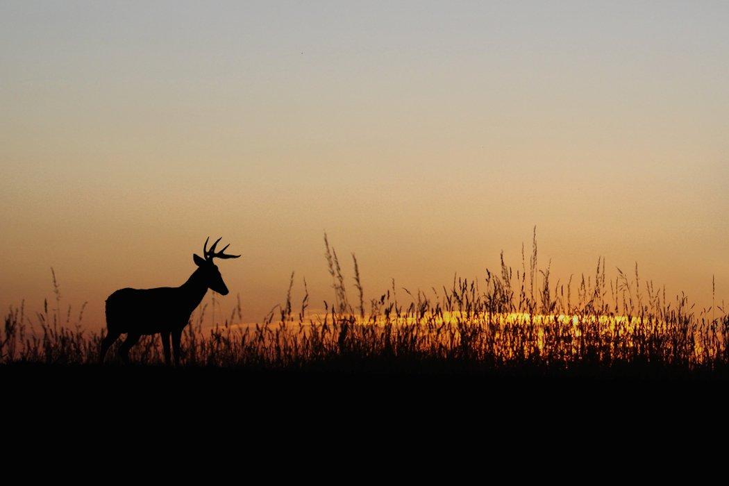 Twenty-five more CWD-positive deer were recently found in Pennsylvania. (Shutterstock/Monte Loomis photo)
