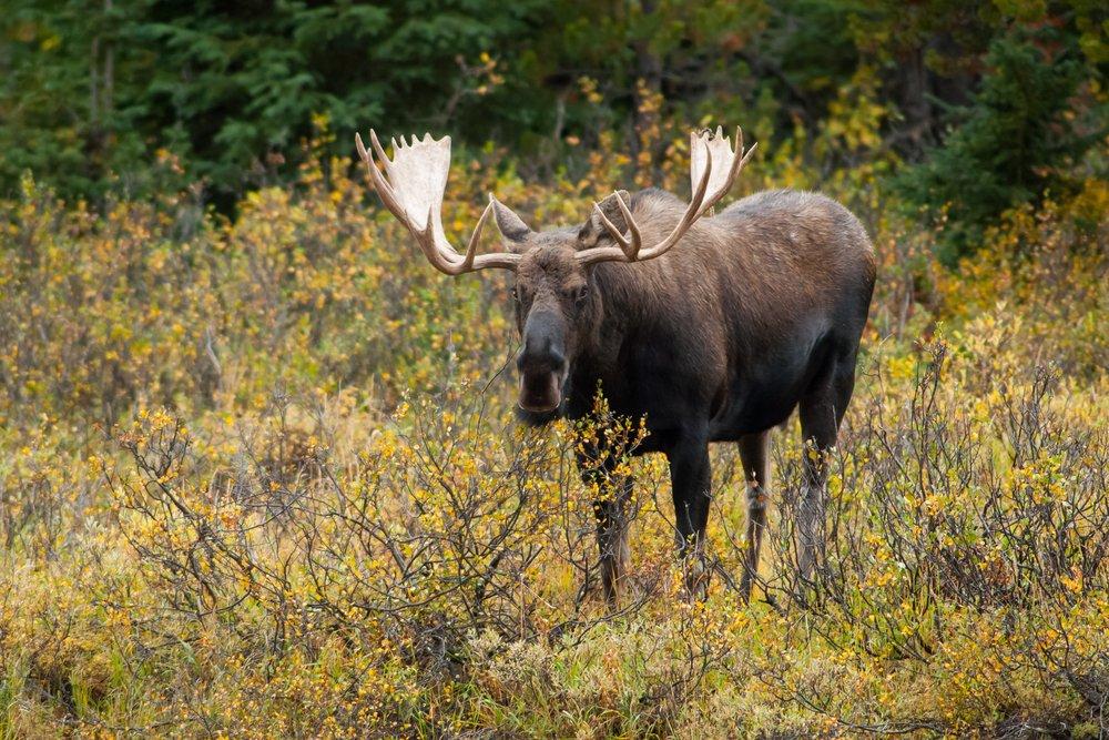 Moose (make tracks) Kitchen Towel - Where Life Takes You