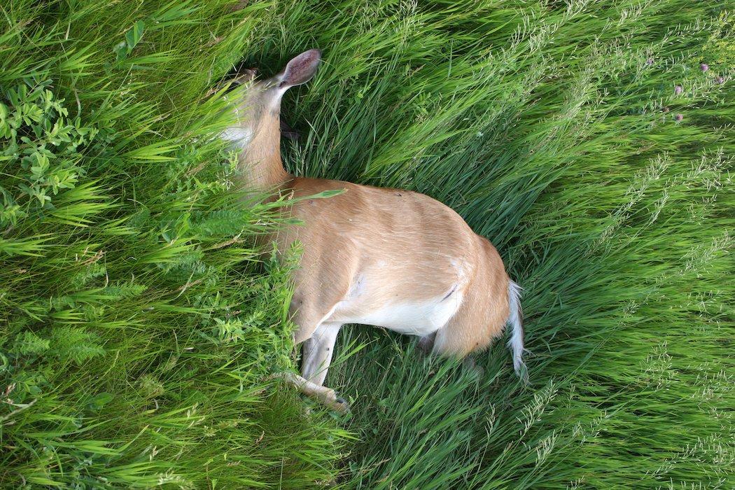 So far, only one deer has tested positive in Mississippi. (Shutterstock / Rod Beverley)