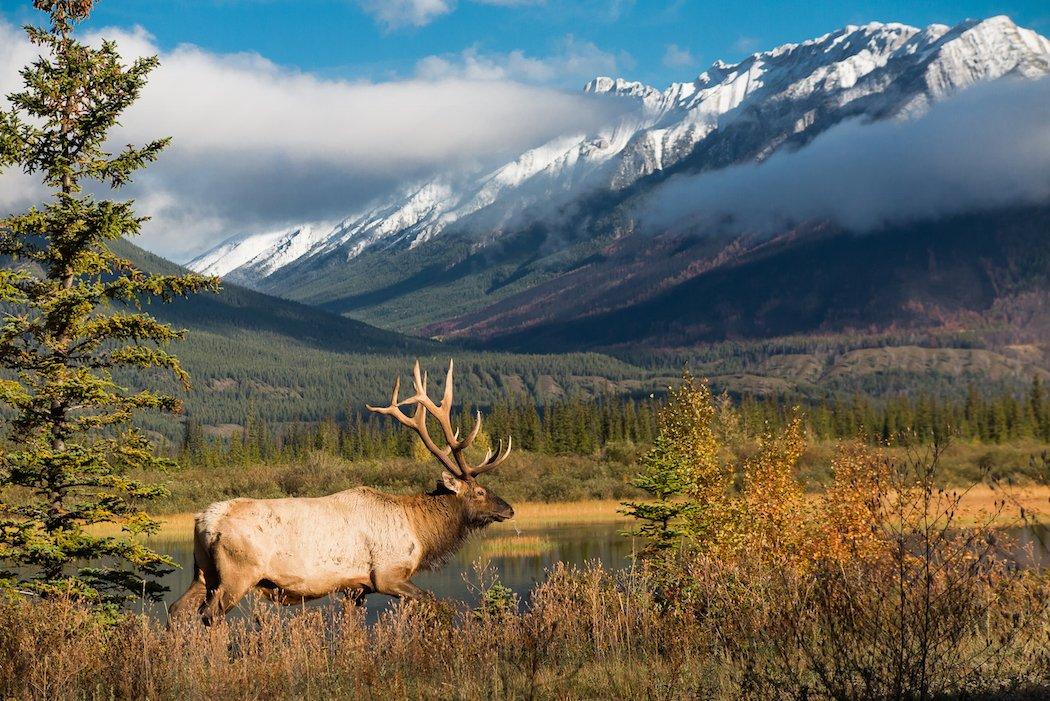 Are you a real-life elk hunter. (Shutterstock / Rostilav Stach photo)