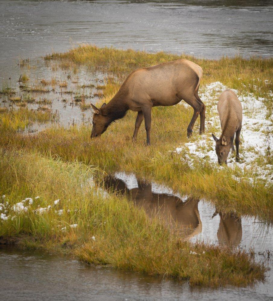 Having quality habitat is essential. (Shutterstock / Shelly Hauschel photo)