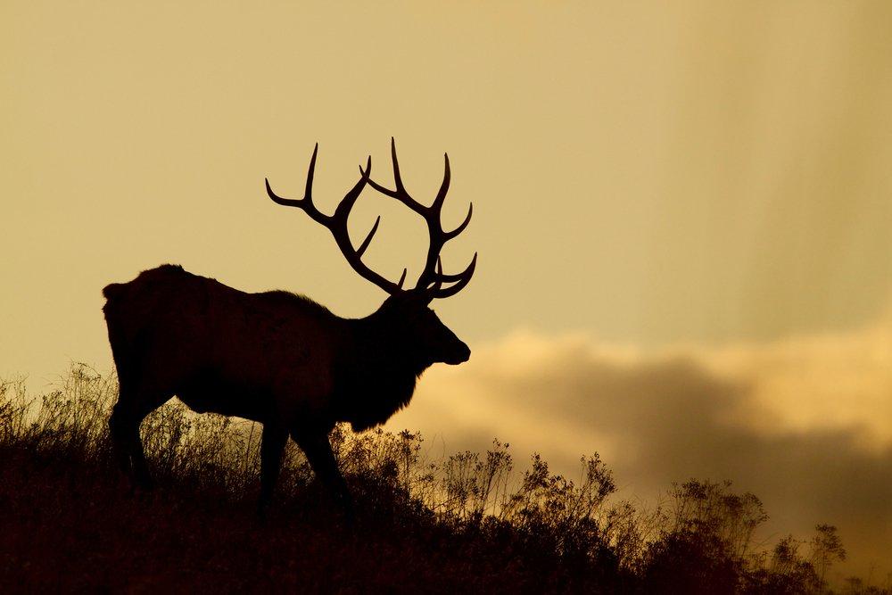 Continuning to meet and exceed goals is important for the betterment of eastern elk herds. (Shutterstock / Tom Reichner photo)