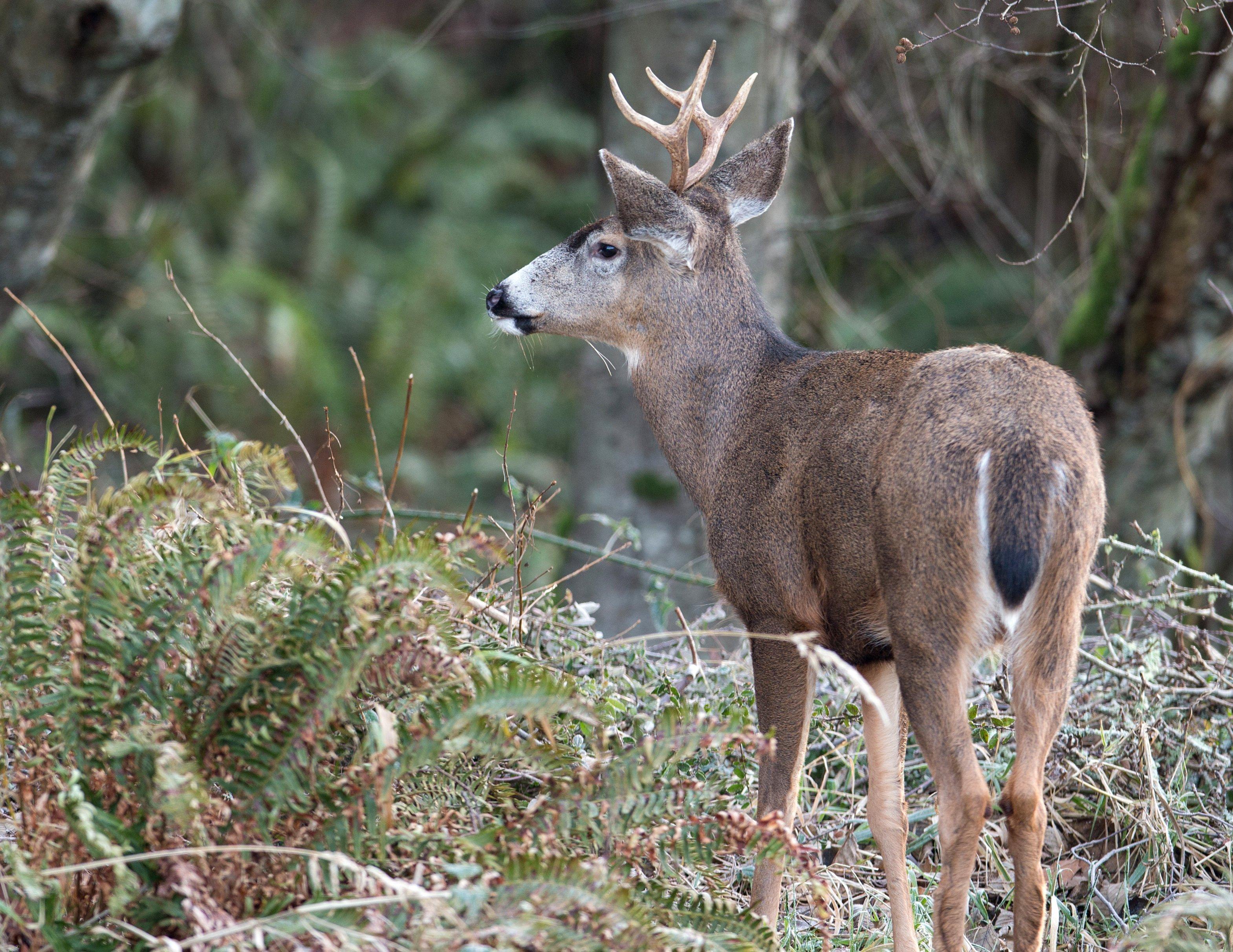 Image: sitka_blk_tailed_deer_02