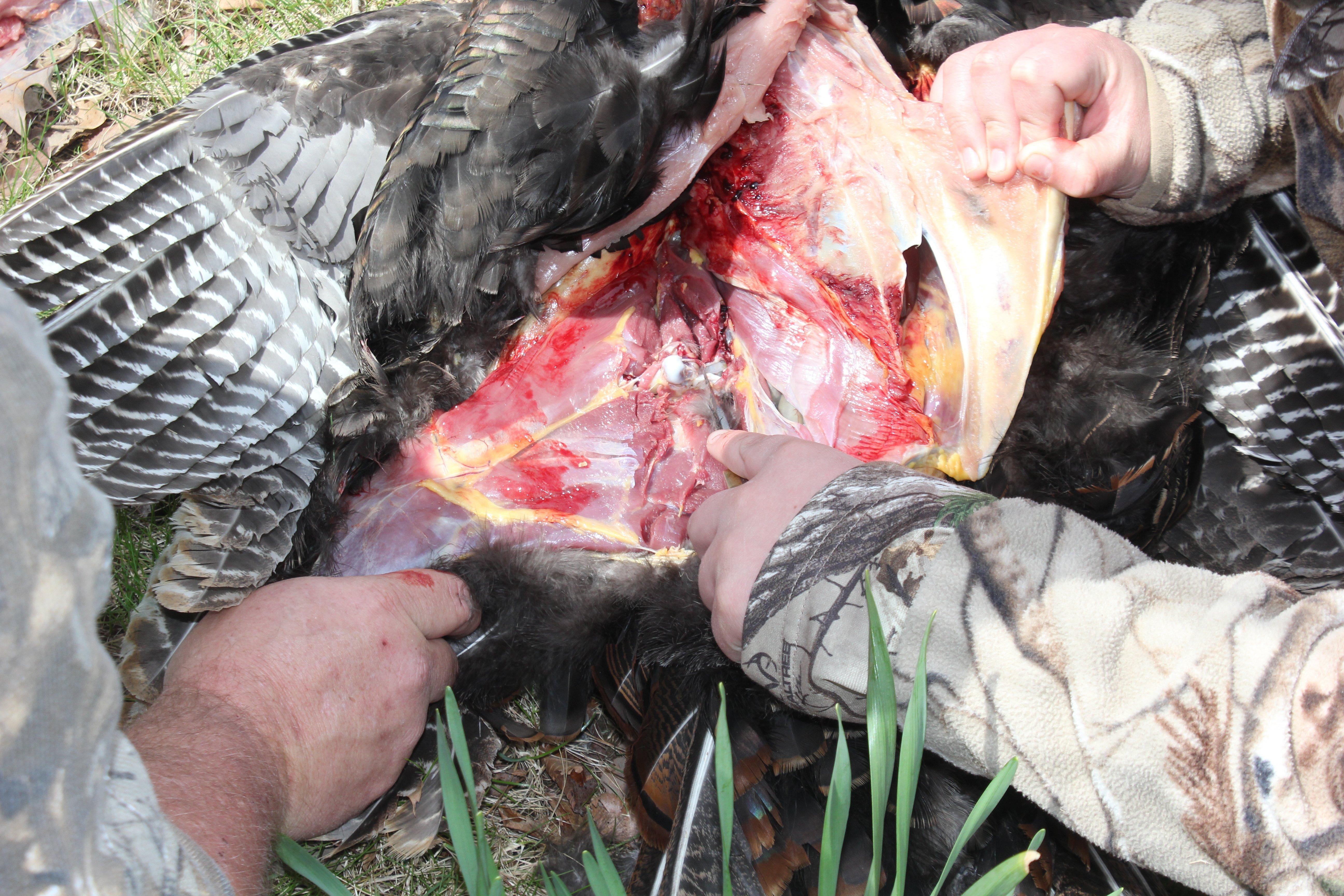 Just slice through the opened joint to remove the thigh and leg.