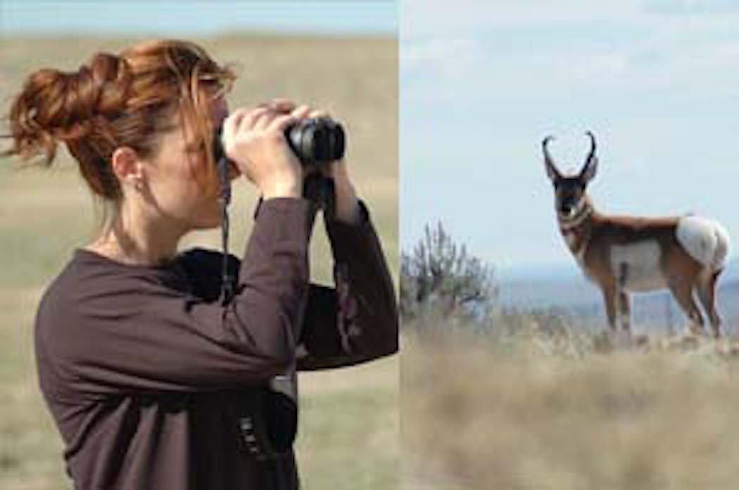 Antelope have very good vision. (Stephanie Mallory photo)