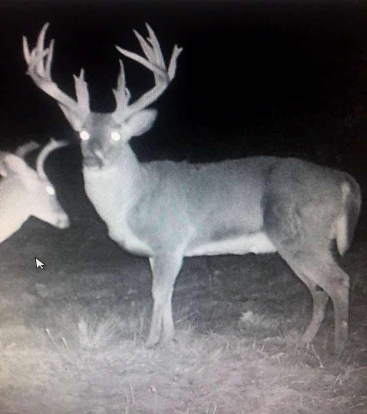This deer is a giant no matter how you look at it. Image courtesy of Dawson Snider This deer is a giant no matter how you look at it. Image courtesy of Dawson Snider