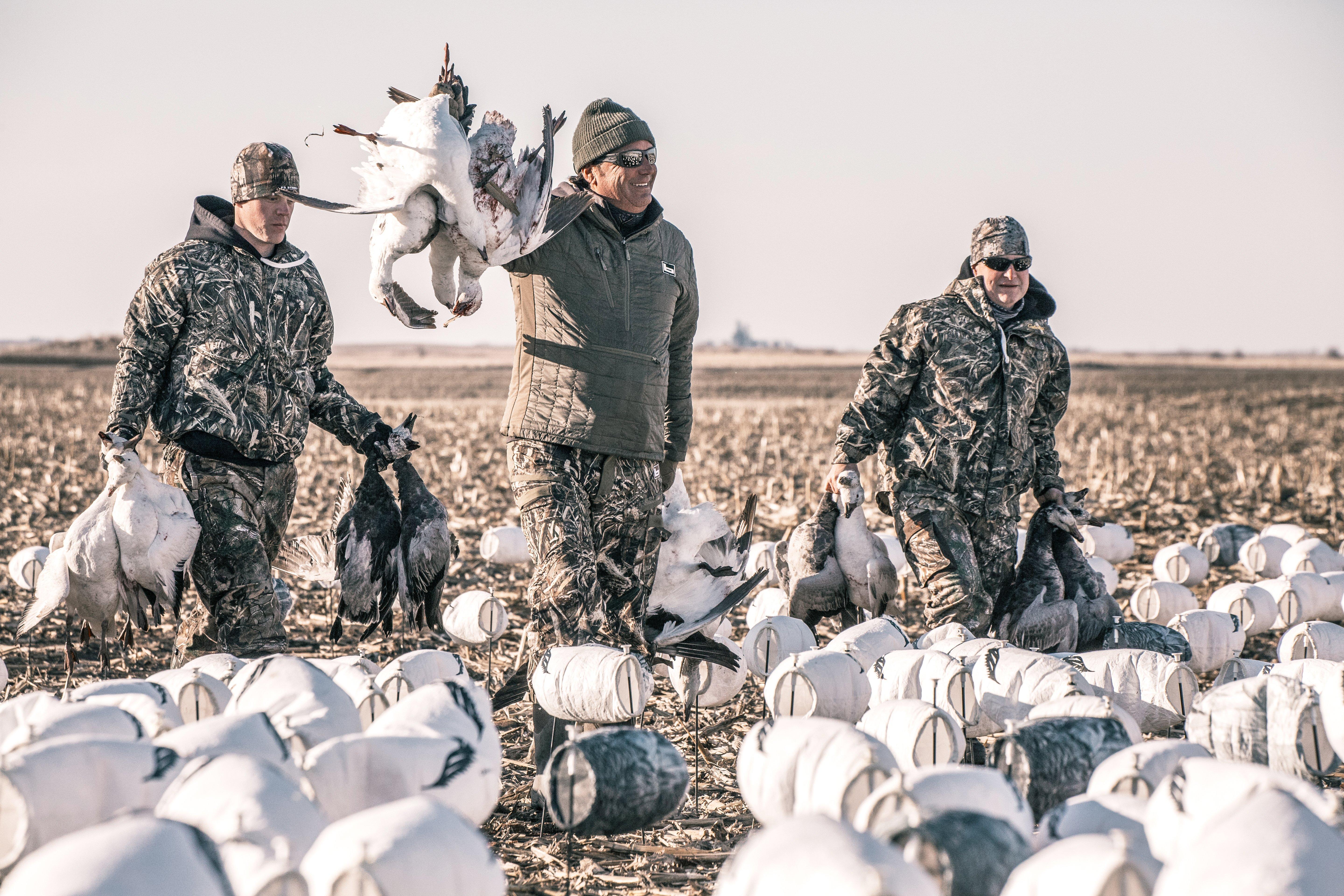 Image: snow_goose_spring