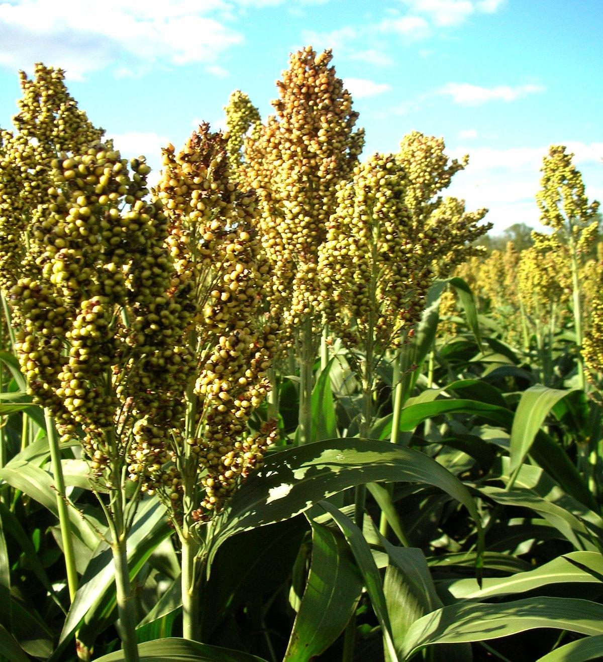 Ag crops like grain sorghum that stand above snow cover can be helpful to wild turkeys.