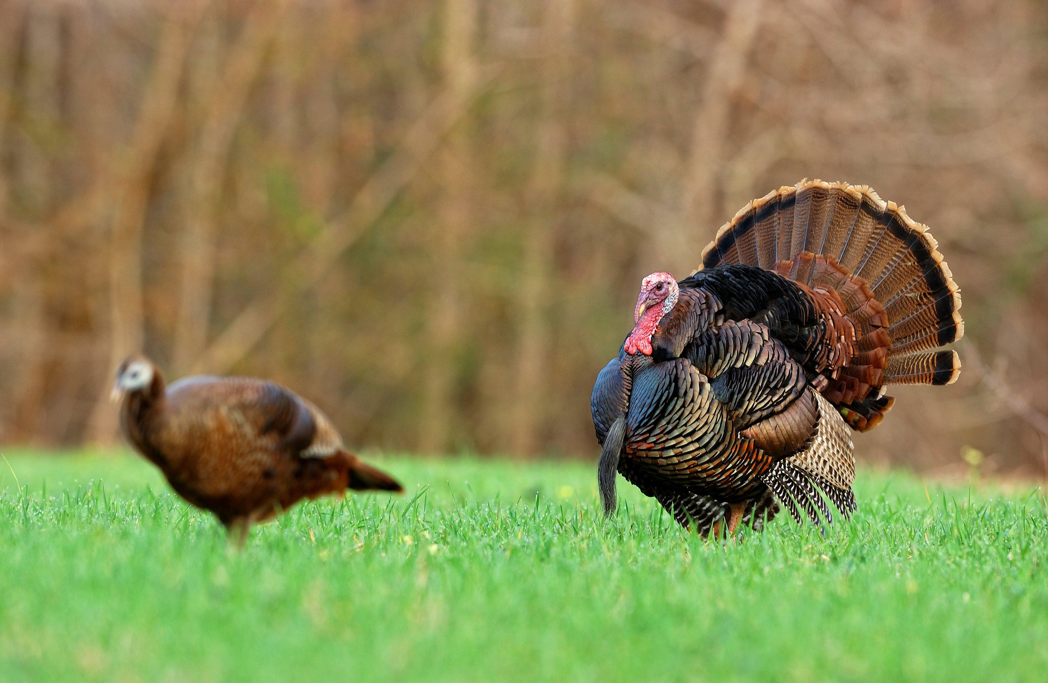 Turkey Hunting in South Carolina (c) Tes Randle Jolly photo