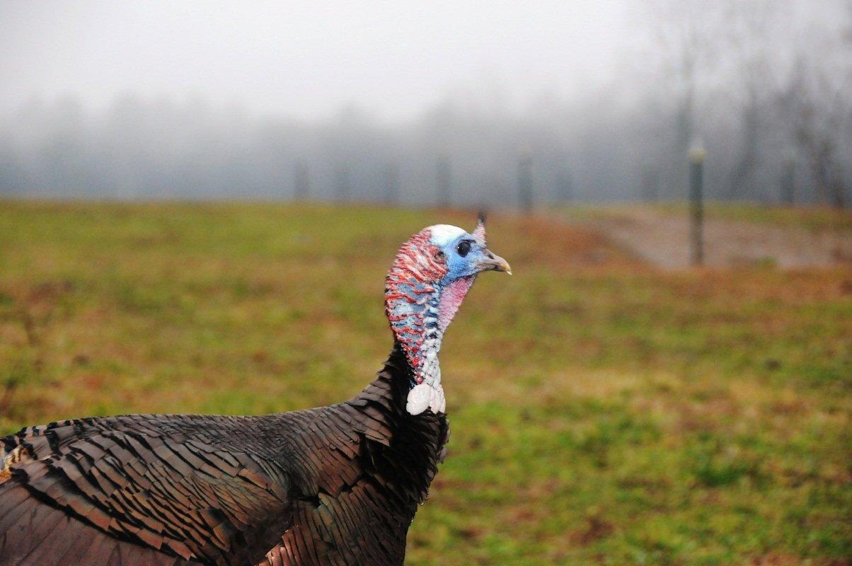 Southeastern turkey populations are in decline. (Stephanie Mallory photo)