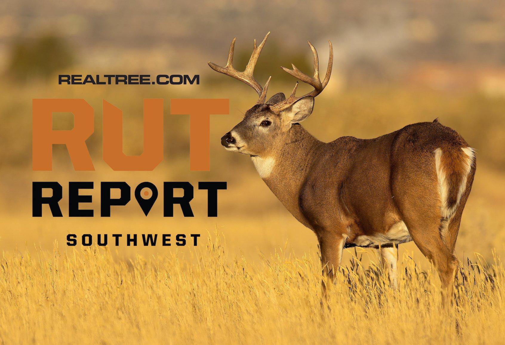 Mule Deer Rut is on in Much of the Southwest, Whitetails Chasing in