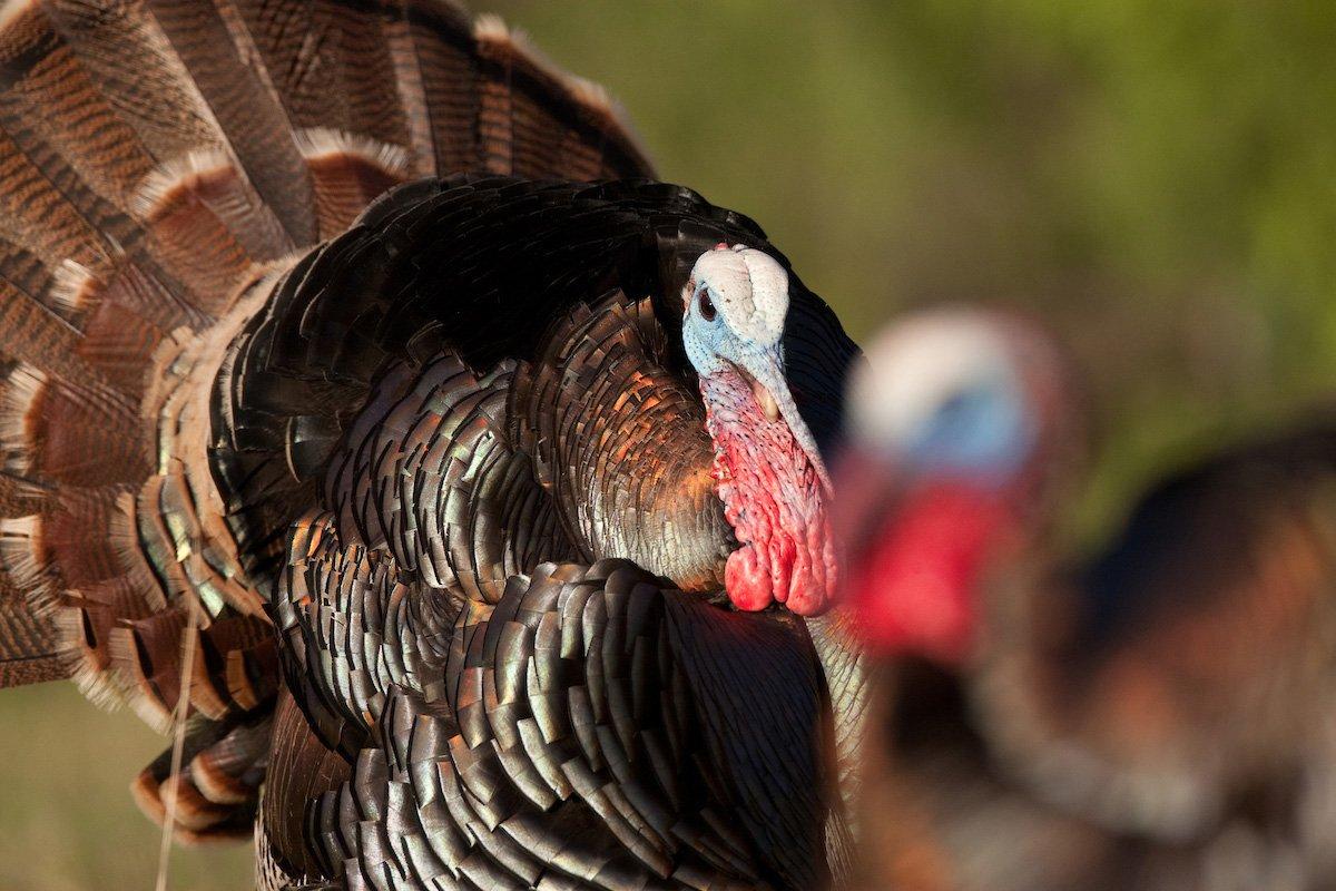 A Rio Grande strutter, backlit by the sun, is a pretty sight in this region. © Russell Graves photo