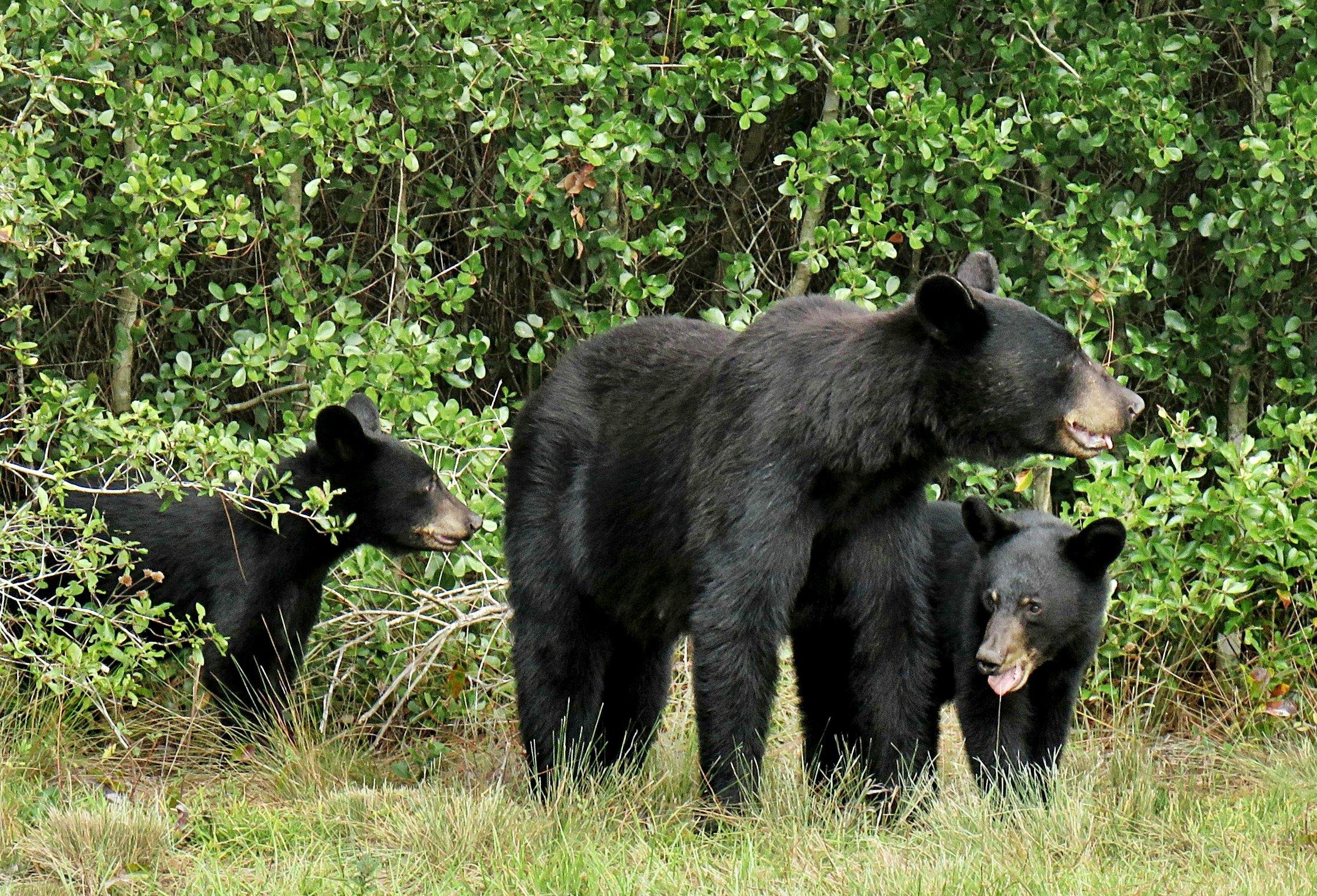 Image: sow_cubs