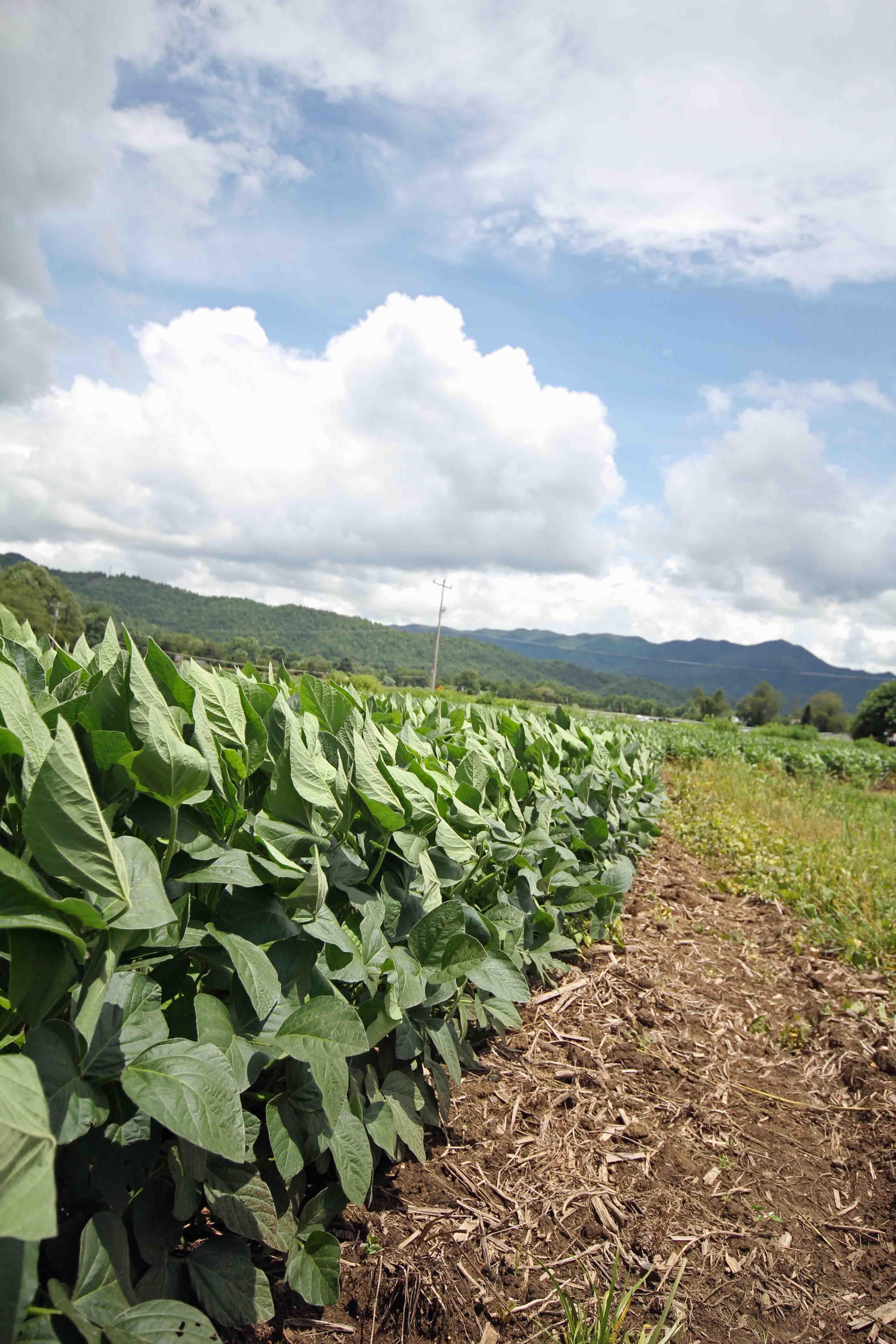 How to Protect Food Plots from Overbrowsing - Realtree Camo