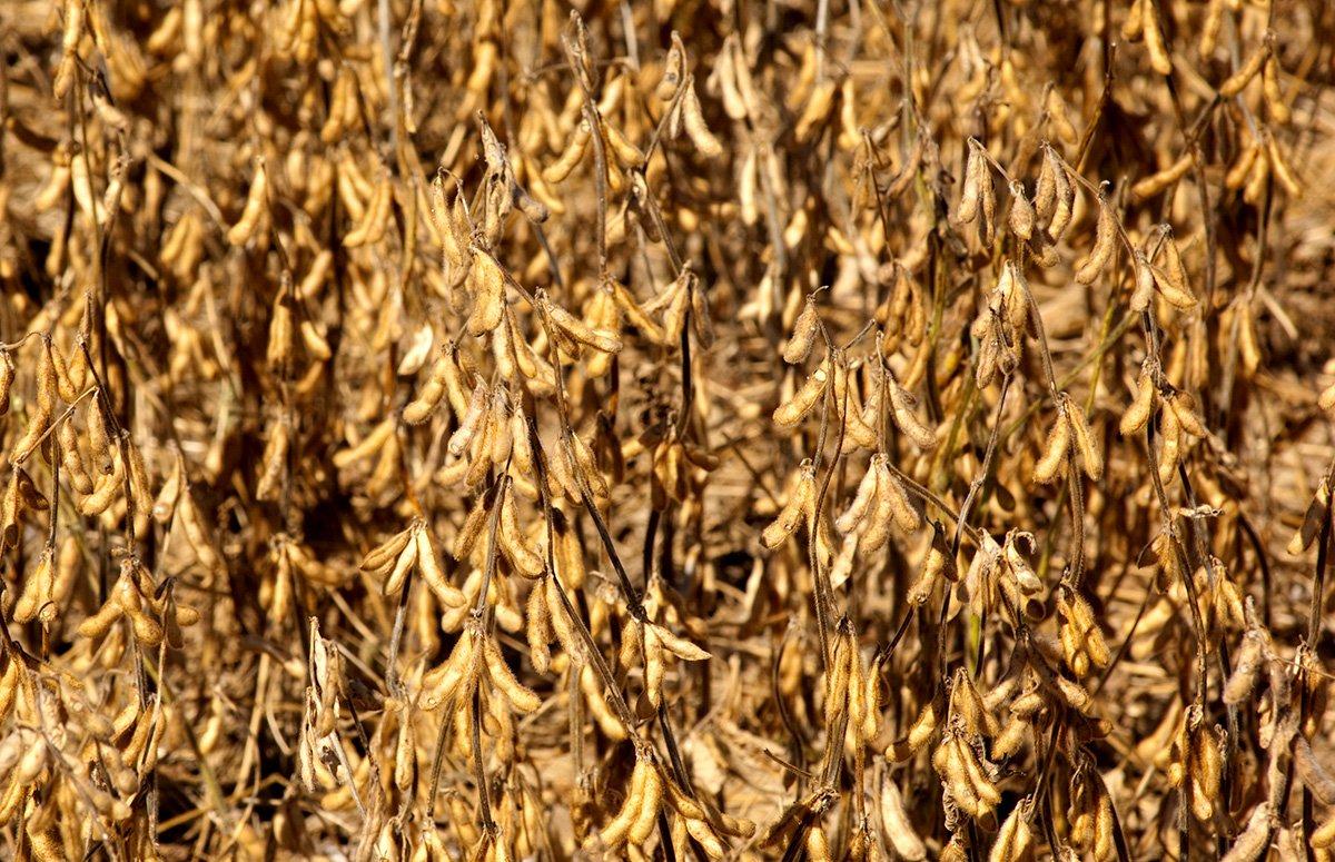 Dried standing soybeans are high in protein and useful to winter turkeys.