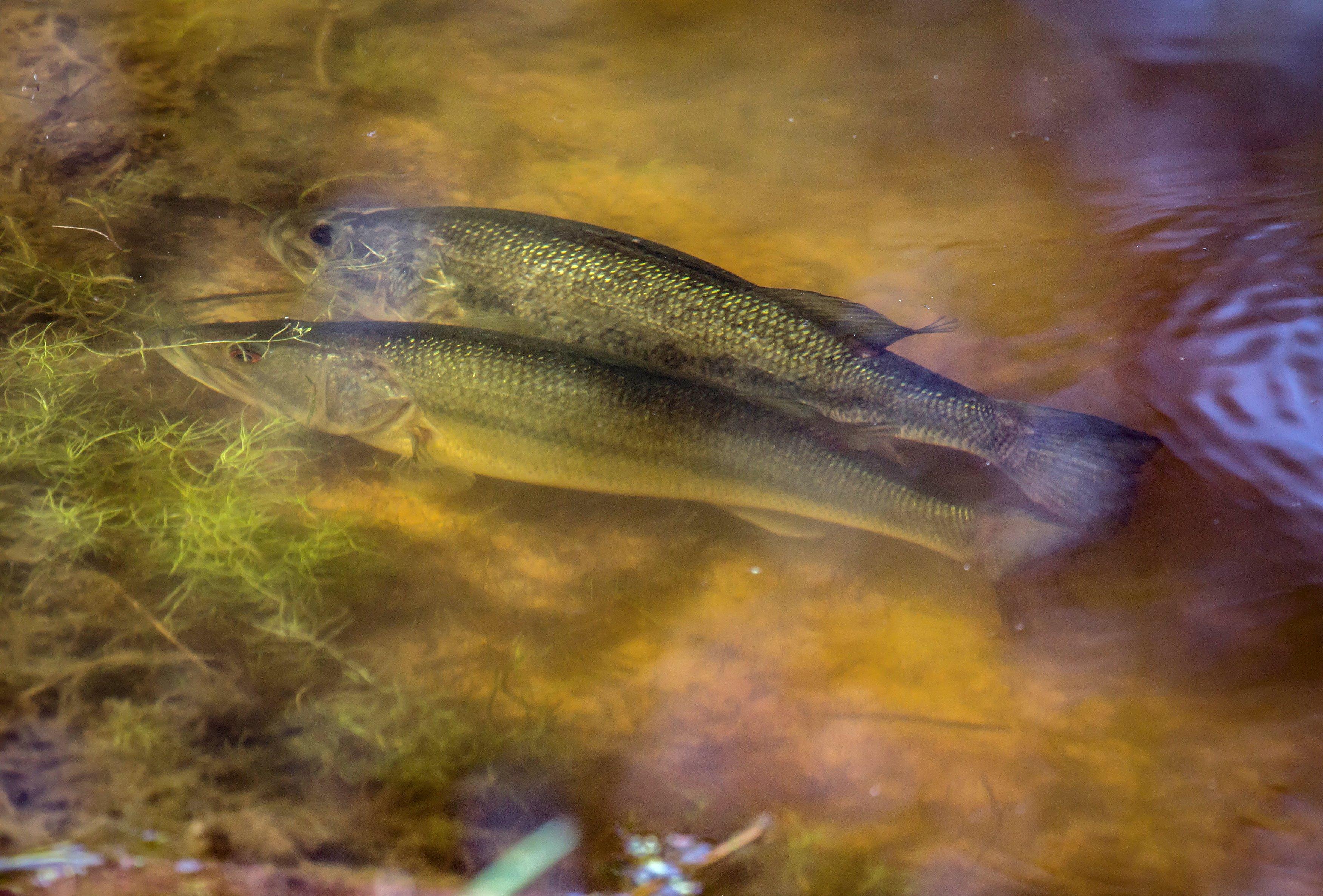 Should We Fish for Spawning Bass? - Realtree Camo