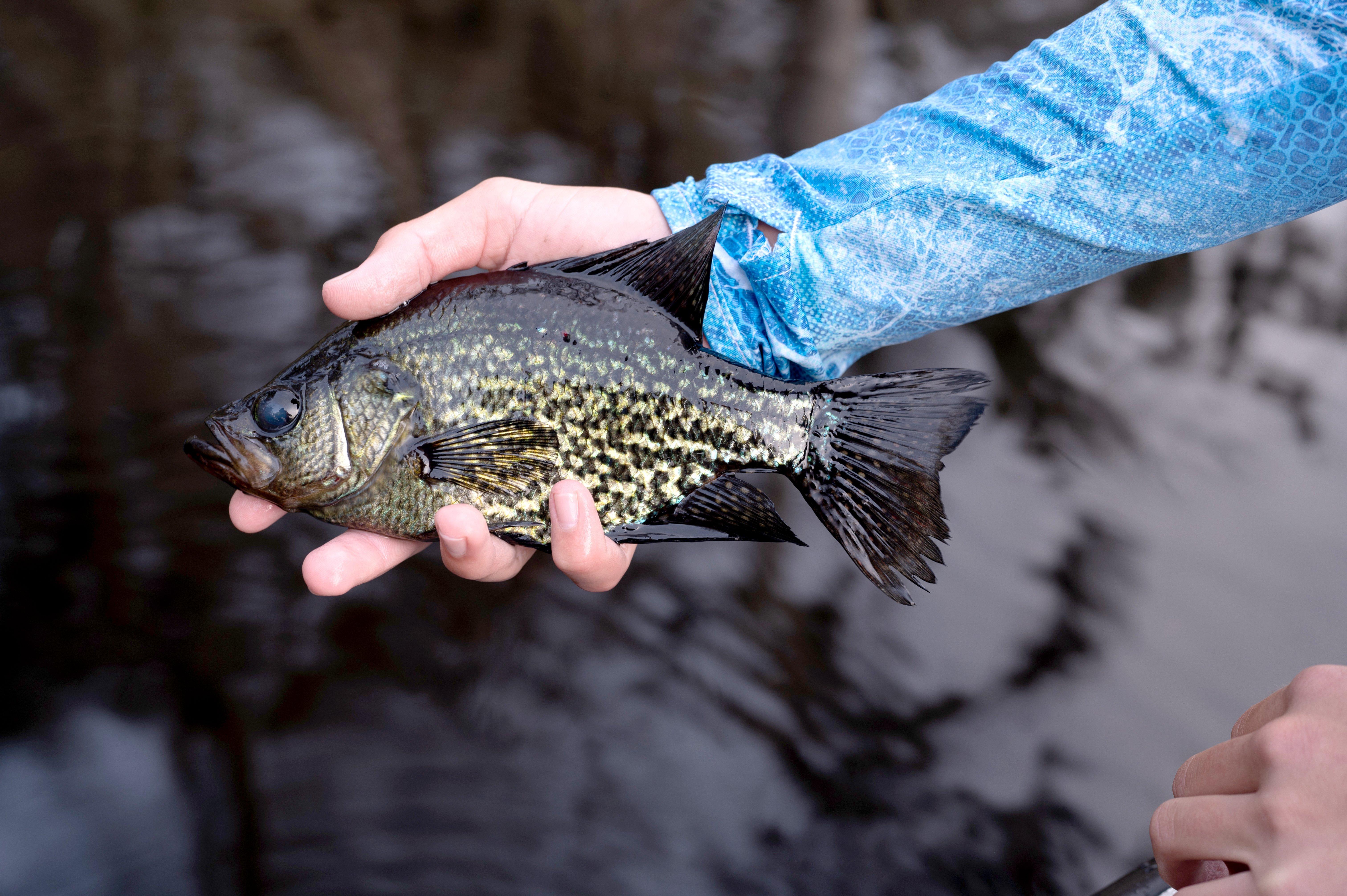 Image: spring_crappie_1
