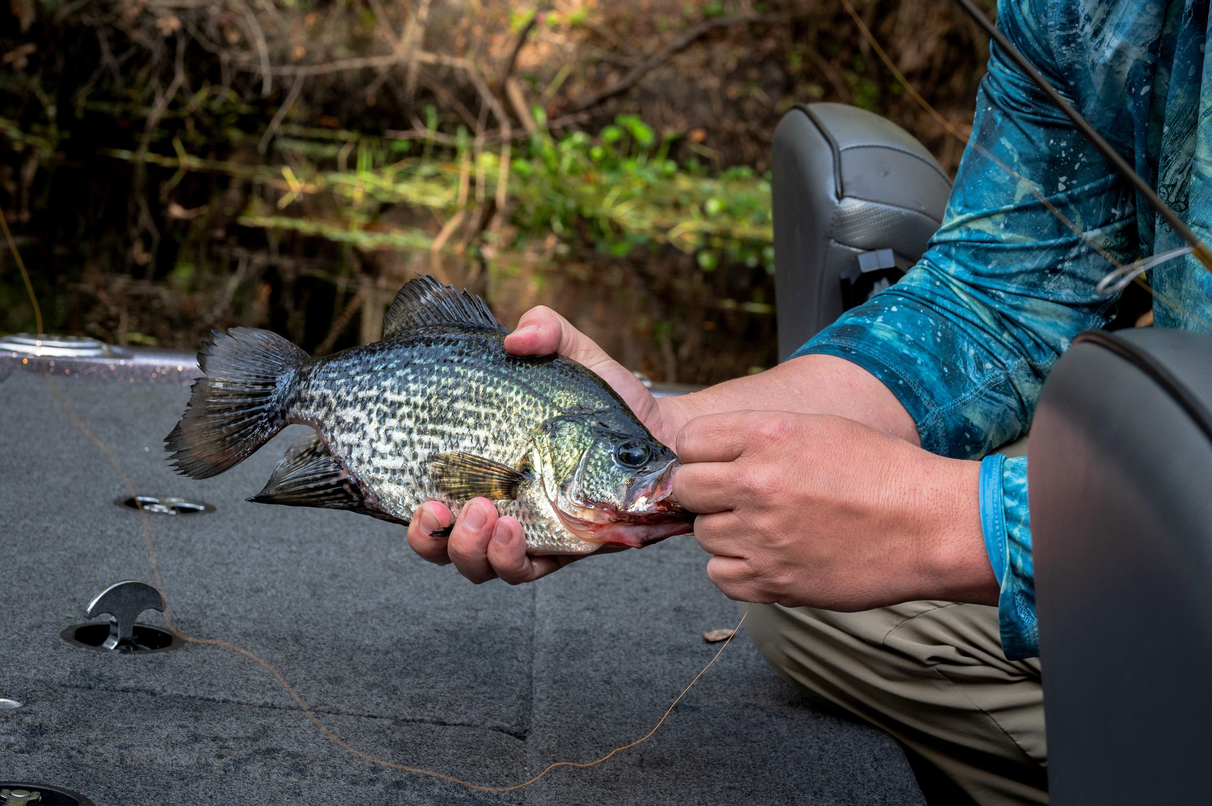How to Catch Crappies All Spring - Realtree Camo