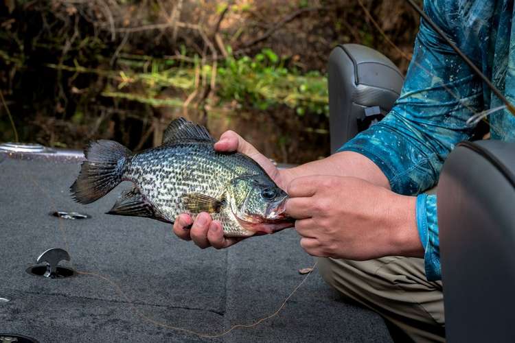How to Catch Crappies All Spring Image