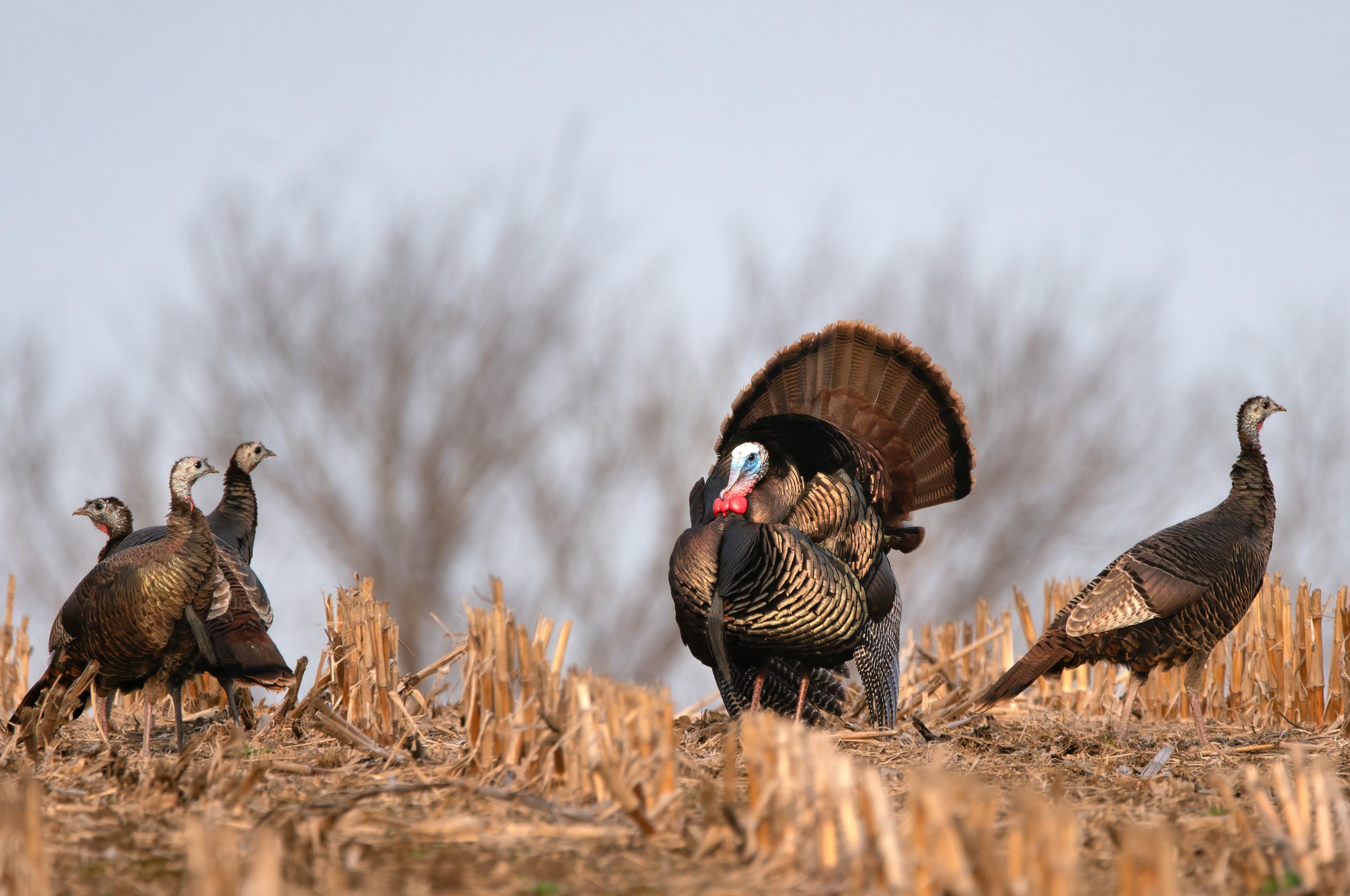 Image: spring_hen_strutter