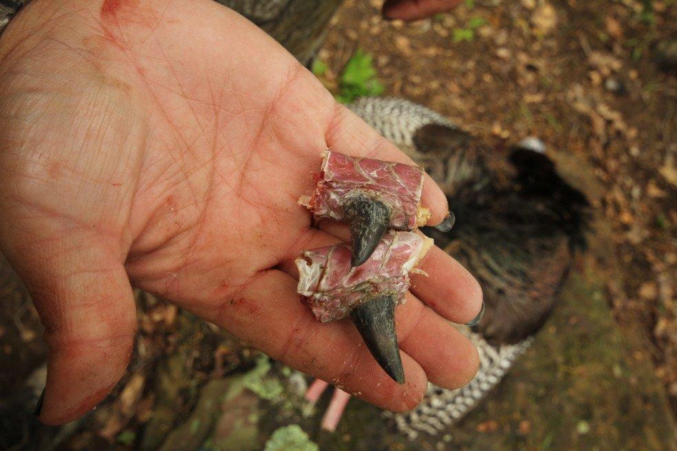 Long spurs don't always belong to smart turkeys. This cow-pasture tom  took 10 minutes to kill. (Josh Honeycutt photo)