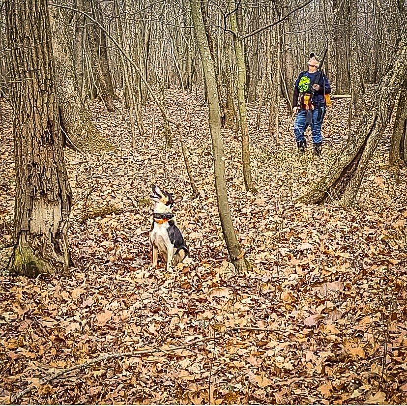 Brandy Oaks scans the timber for the squirrel that Kaos tells her is up there somewhere. Image by Tobby Oaks