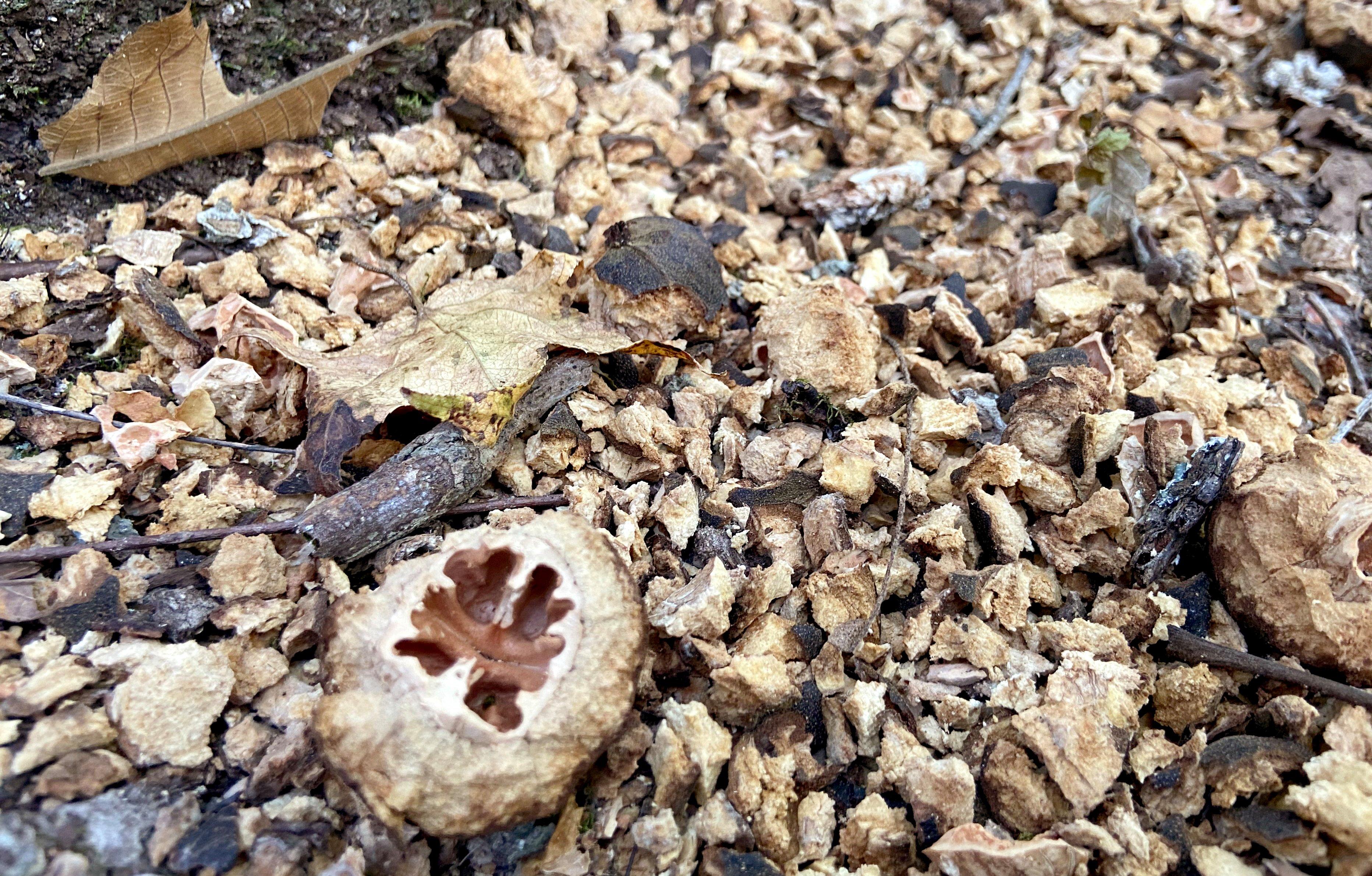 Image: squirrel_guns_1