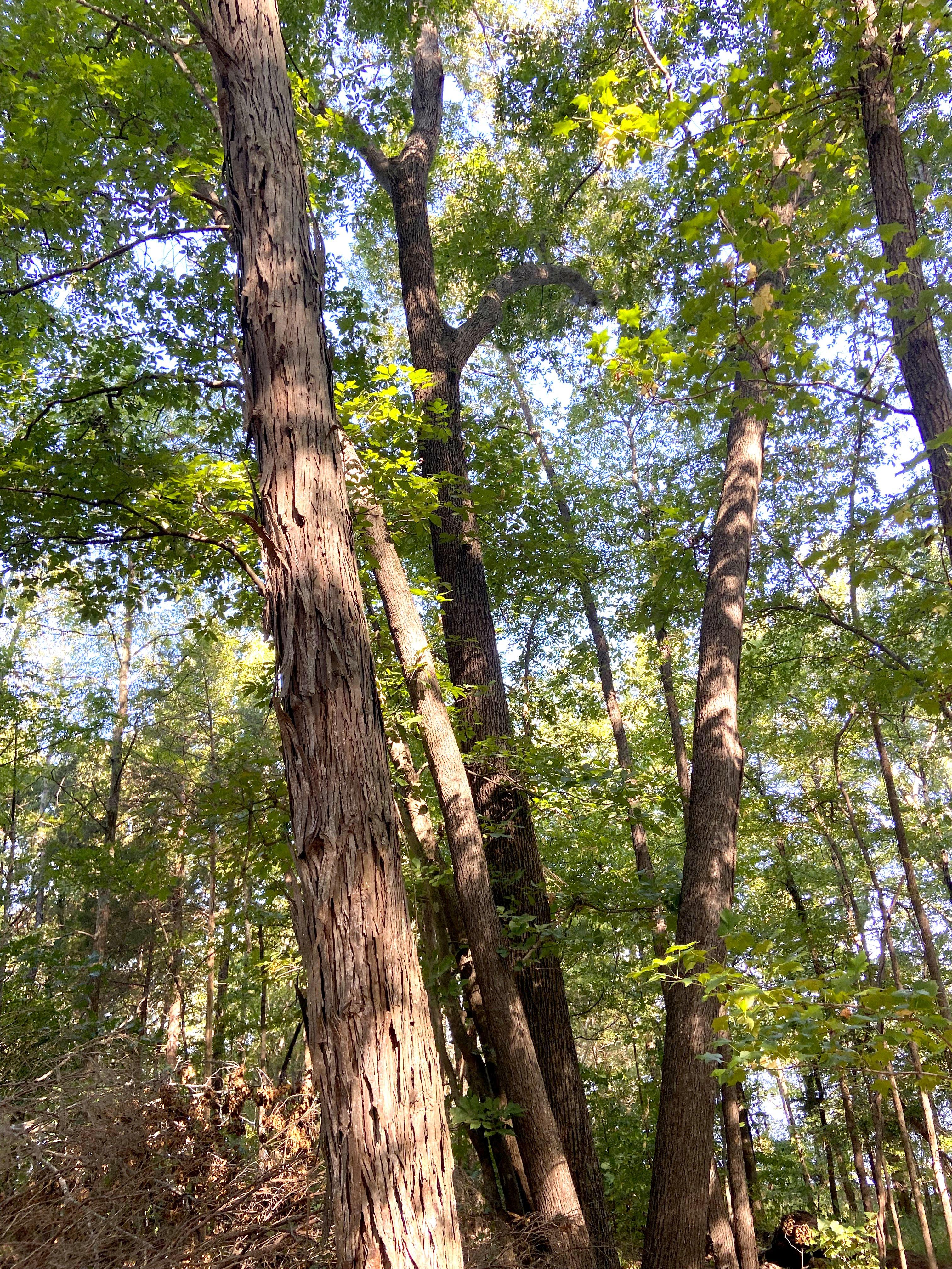 Image: squirrel_guns_2