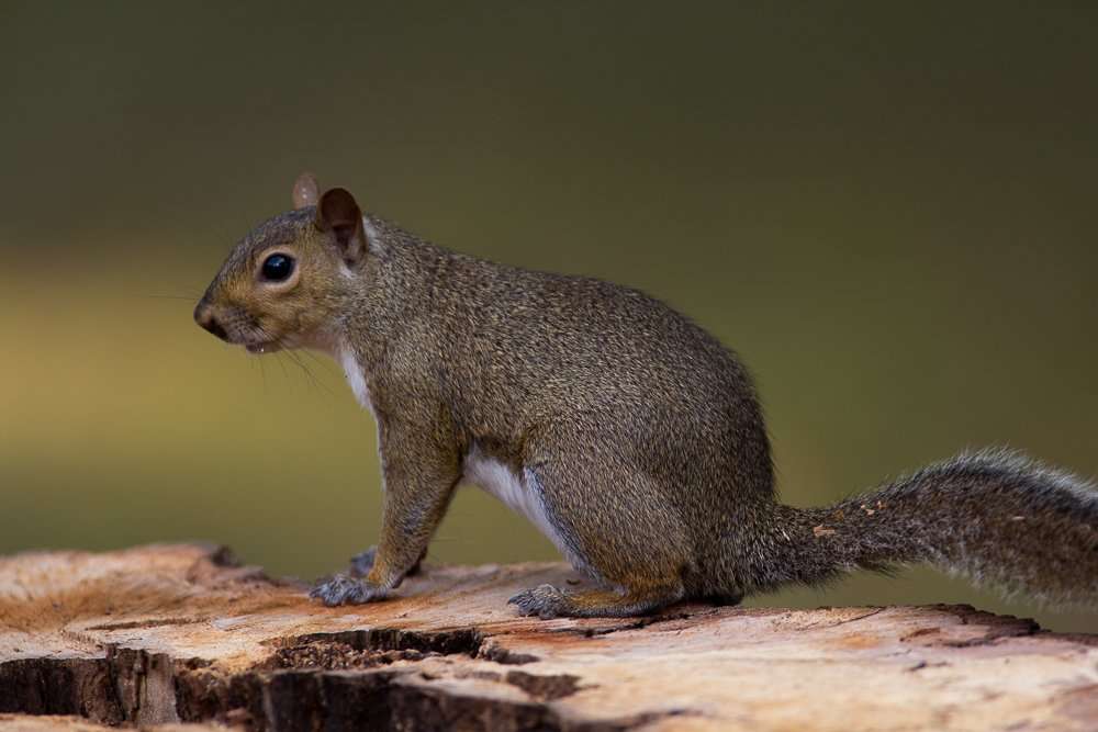 A New Way to Skin a Squirrel - Realtree Camo